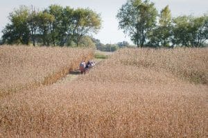 Wisconsin-Wedding-Wagon-Ride-SunflowerHill